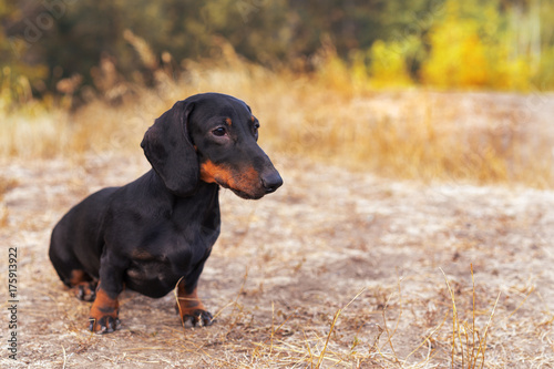 beautiful portrait of a dog (puppy) breed dachshund black tan, in the green forest in the autumn park