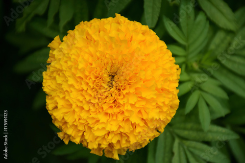 Wallpaper Mural Marigold Flower closeup Torontodigital.ca