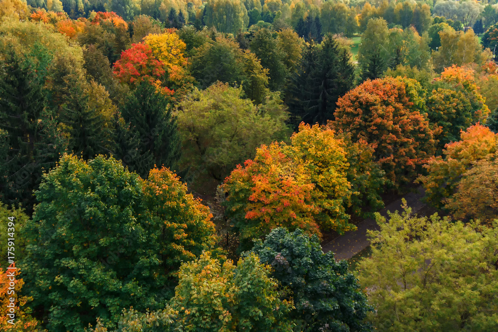 Autumn trees with multicolored foliage on a background of city houses top view in the autumn afternoon concept of nature and city