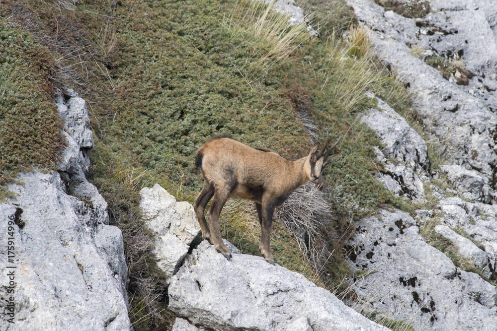 Camoscio D'Abruzzo - Parco Nazionale D'Abruzzo-Lazio-Molise Camoscio D'Abruzzo - Parco Nazionale D'Abruzzo-Lazio-Molise
