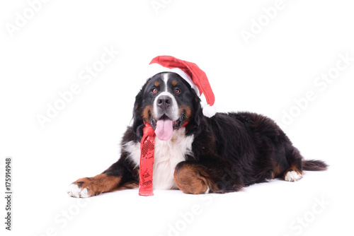 bernese mountain dog in front of white background studio © noemie