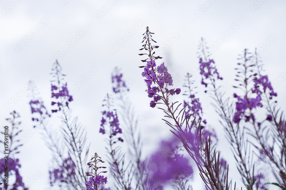 purple  plant