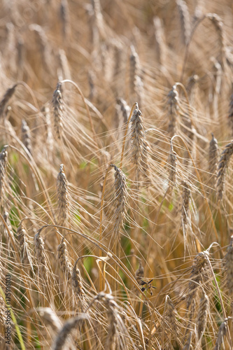 Detail of a wheat field, showing the ears of the Wheat that are ready to be harvested.