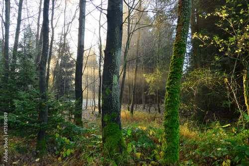 Nebel im Wald im herbst mit Sonnenstrahlen am Morgen
