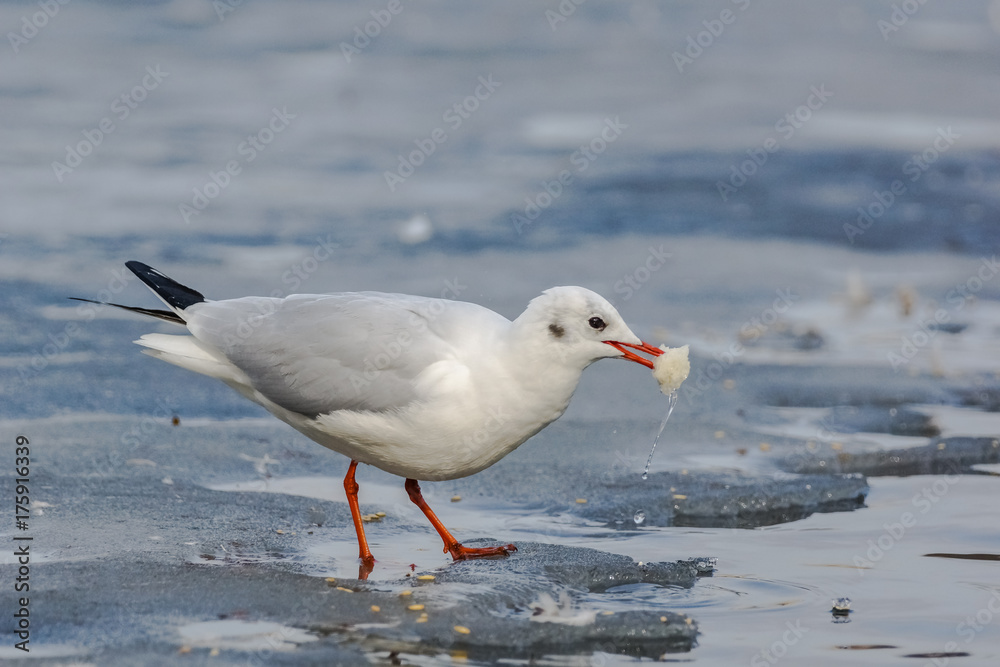 Black-headed Gull (Chroicocephalus Ridibundus). Black-headed Gull (Chroicocephalus Ridibundus).