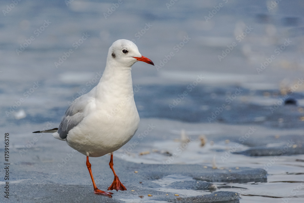 Black-headed Gull (Chroicocephalus Ridibundus). Black-headed Gull (Chroicocephalus Ridibundus).
