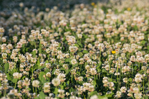 Detail of a field of flowering White Clover (Trifolium repens) in the afternoon sunlight.