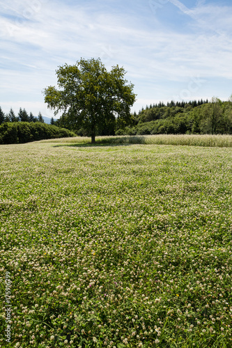 A field of flowering White Clover (Trifolium repens) - a natural fertilizer and cover crop - in the afternoon sunlight, with trees in the back.