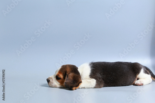 1 month pure breed beagle Puppy on gray screen © Sigma s