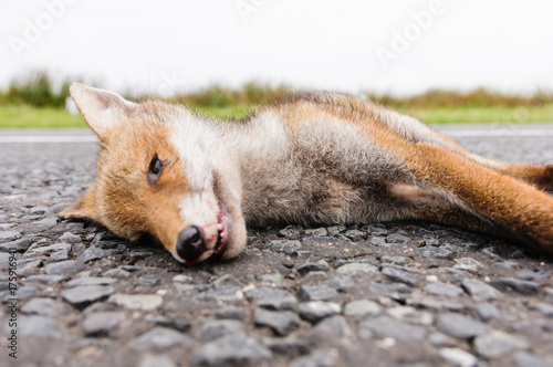 Dead fox roadkill on a rural road photo