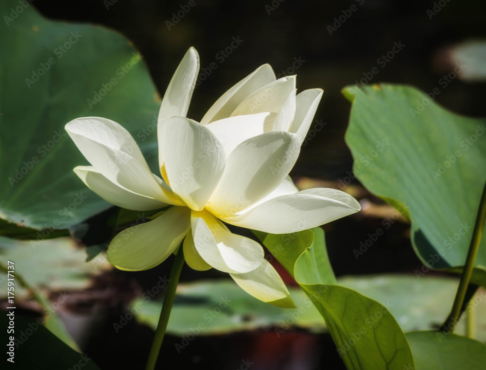 fleur de lotus