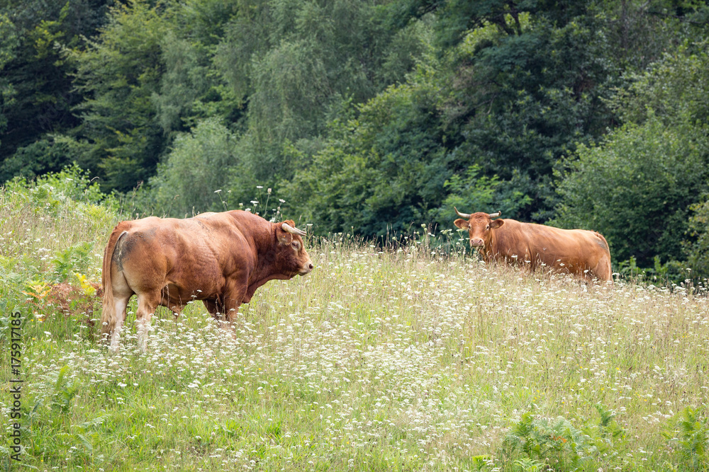 LIMOUSIN, FRANCE: AUGUST 8, 2017: Limousin bull and a female in a green meadow. LIMOUSIN, FRANCE: AUGUST 8, 2017: Limousin bull and a female in a green meadow.