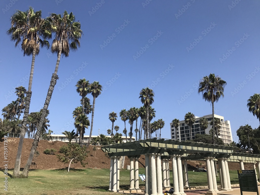 Fototapeta premium Palmier de LA, si grands...