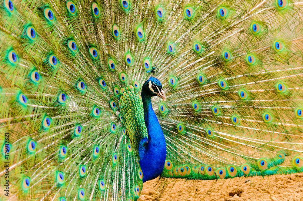 Obraz premium Peacock peafowl (Pavo cristatus) displaying tail feathers
