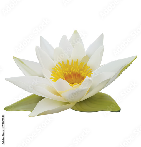 Water lily on white background. 3D illustration