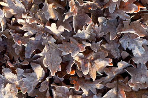 Photos Old leaves with hoar frost