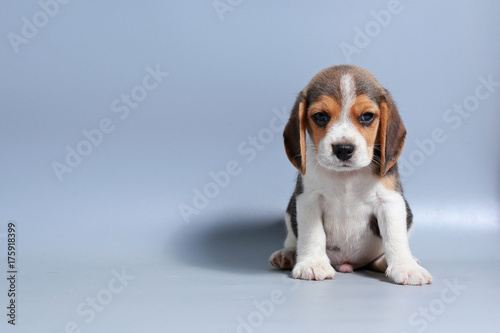 1 month pure breed beagle Puppy on gray screen