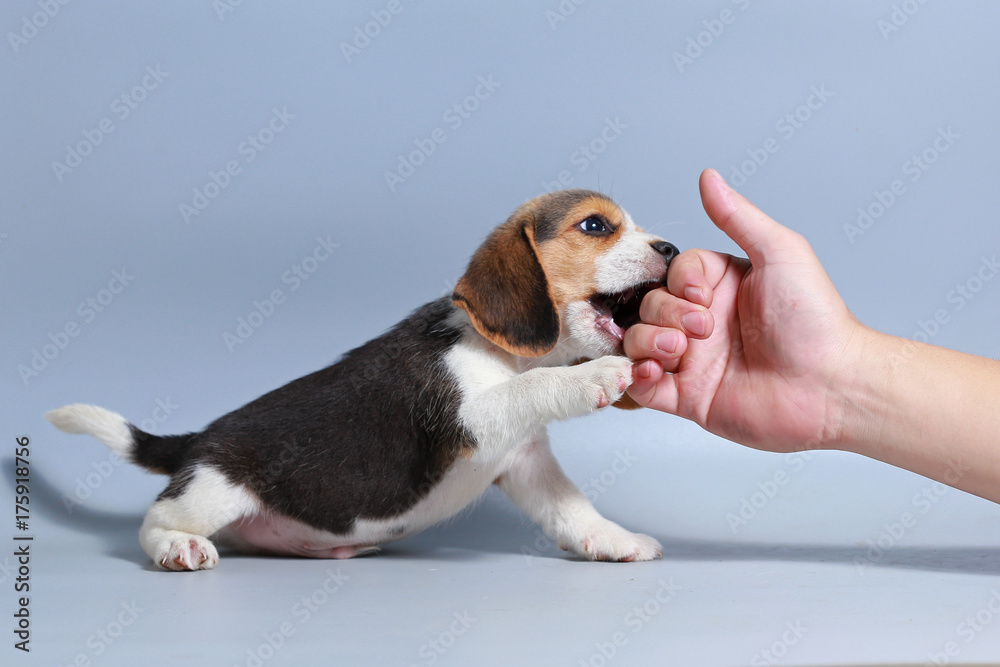 1 month pure breed beagle Puppy on gray screen 1 month pure breed beagle Puppy on gray screen