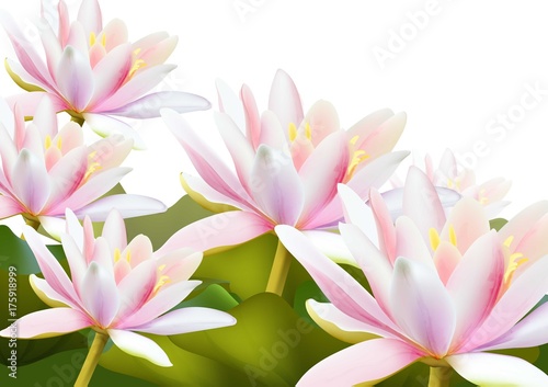 Water lily flowers realistic background Vector