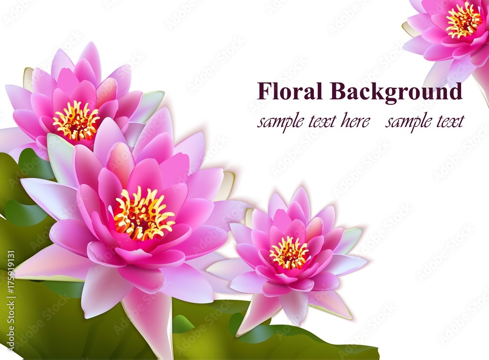 Obraz premium Water lily flowers realistic on white background Vector