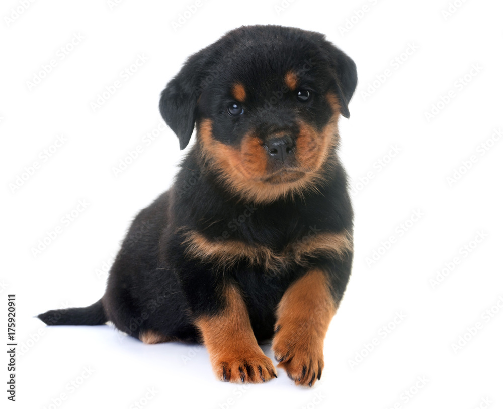 puppy rottweiler in studio