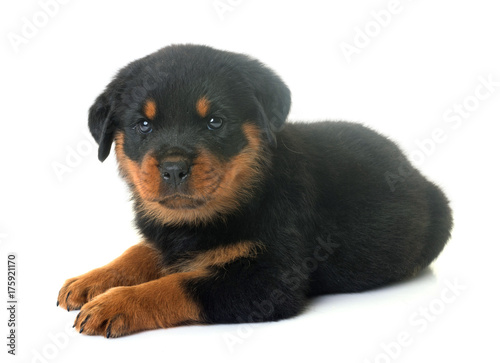 puppy rottweiler in studio