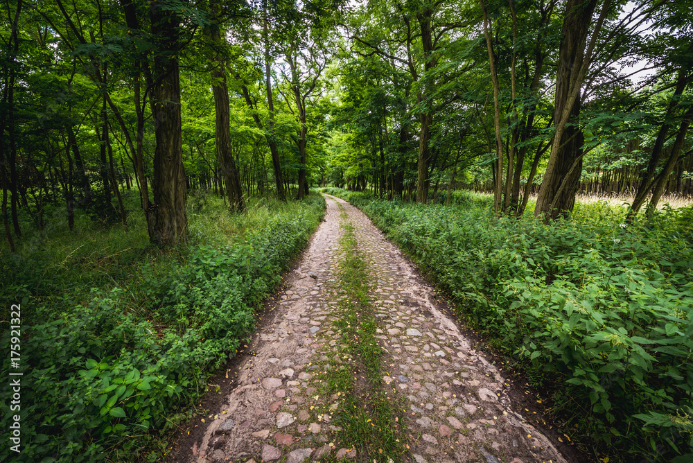 Cobbled road in forest complex of Cedynia Landscape Park in Poland