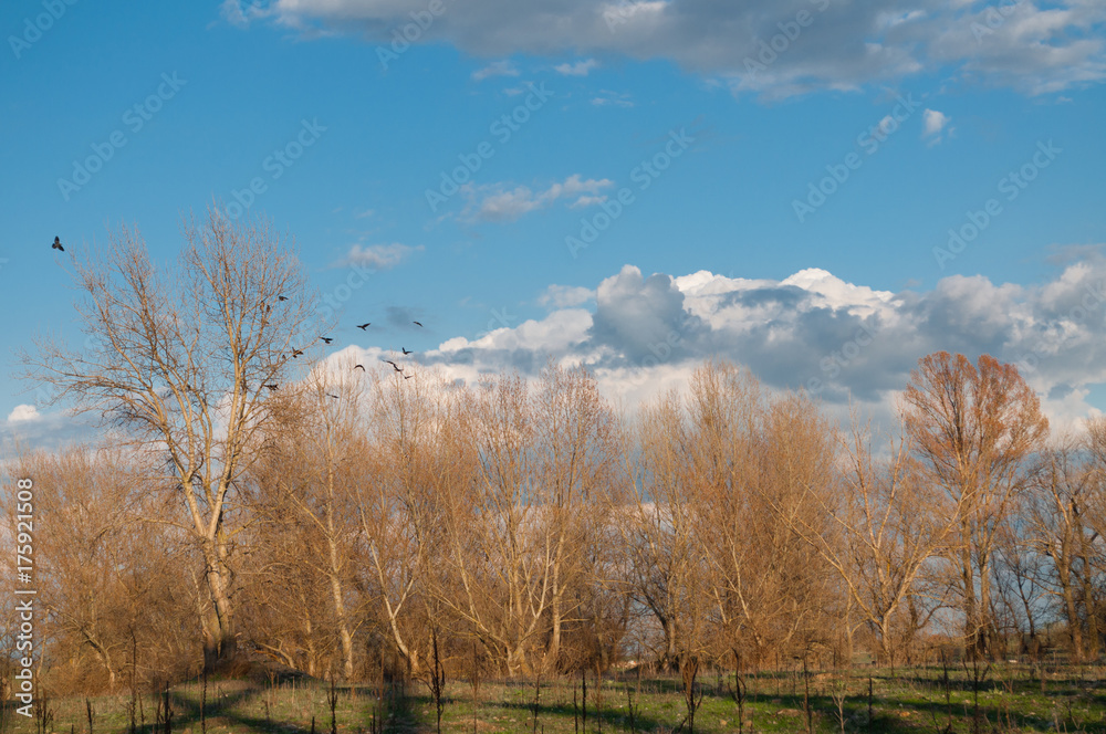fall trees and birds landscape fall trees and birds landscape