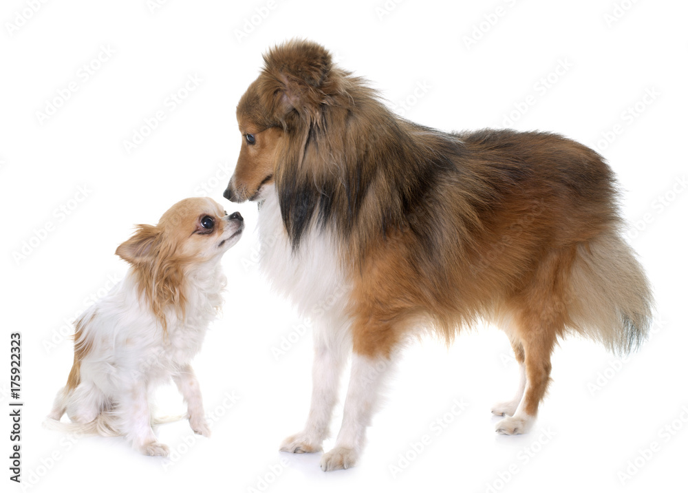 young shetland dog and chihuahua