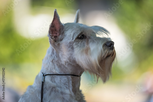 A small white salt Miniature Schnauzer dog ready for show. Distinctive for their beard and long, feathery eyebrows