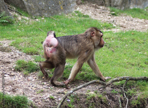 southern pig-tailed macaque (Macaca nemestrina)