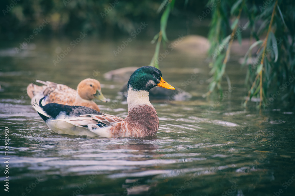Obraz premium Mallard (wild duck) swimming in a pond, domesticated specimen with characteristic changes, nature background with a bird