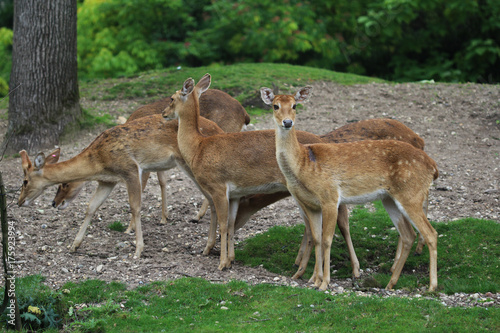Fototapeta Naklejka Na Ścianę i Meble -  Eld's deer (Panolia eldii)