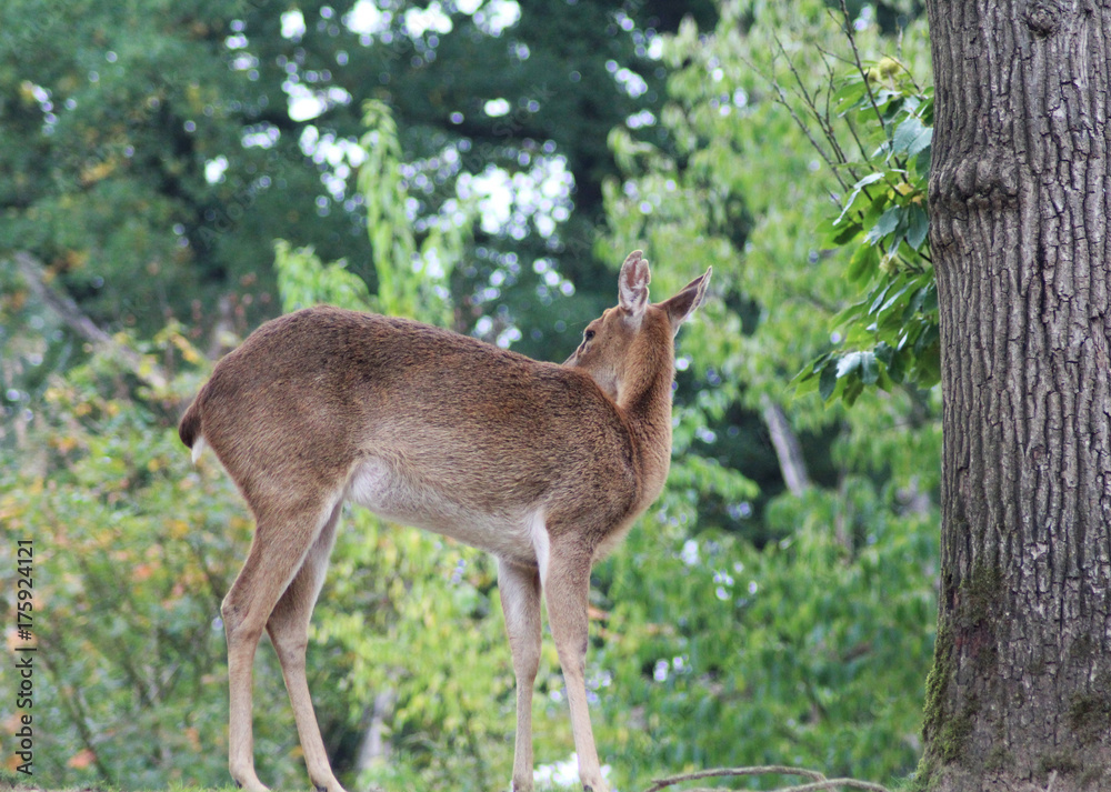 Eld's deer (Panolia eldii)