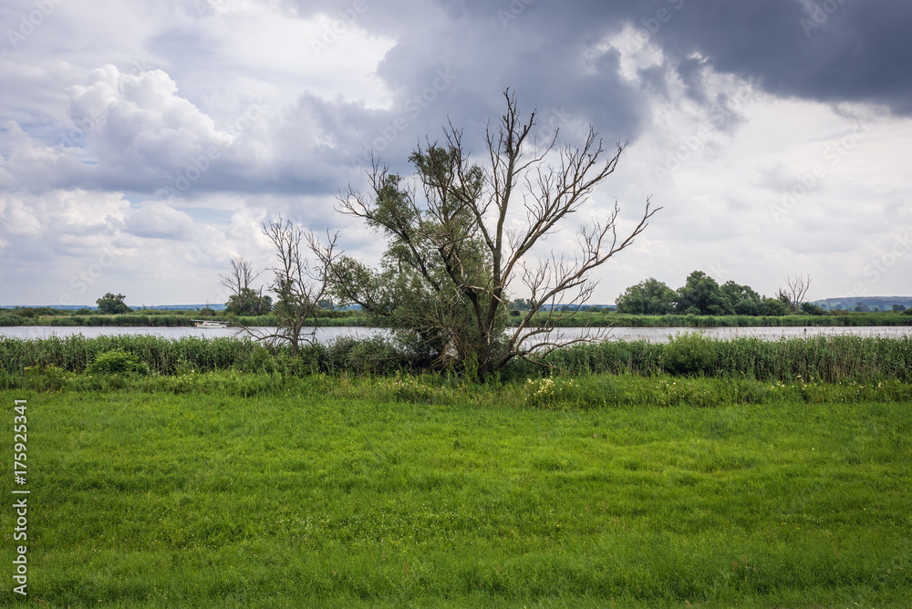 Fototapeta premium Lower Oder Valley National Park in Germany