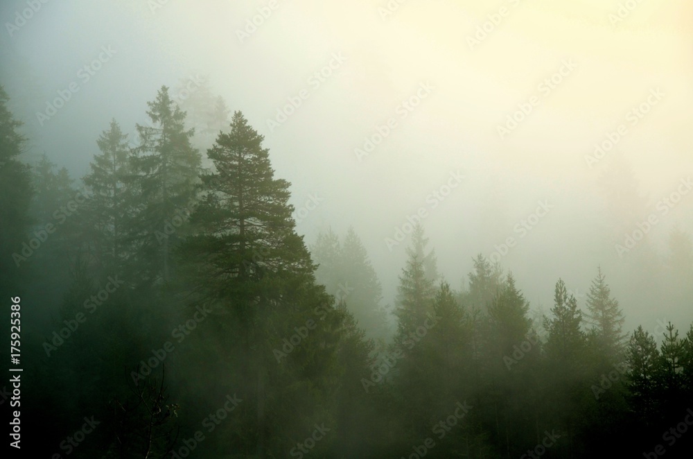 Spruces in the autumn mountains. Romantic foggy photo from Czech forest. Horizontal landscape, countryside.