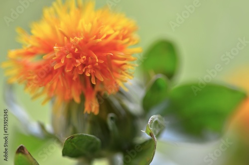 Isolated orange tousled  shaggy  small summer flowers on natural green background. Horizontal decorative photo.