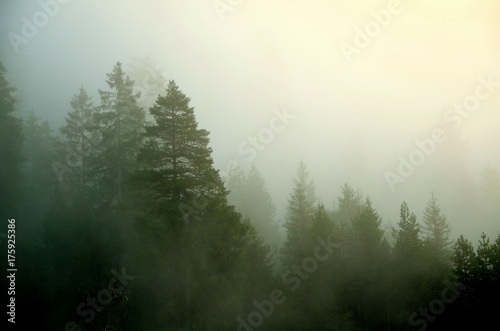 Spruces in the autumn mountains. Romantic foggy photo from Czech forest. Horizontal landscape, countryside.