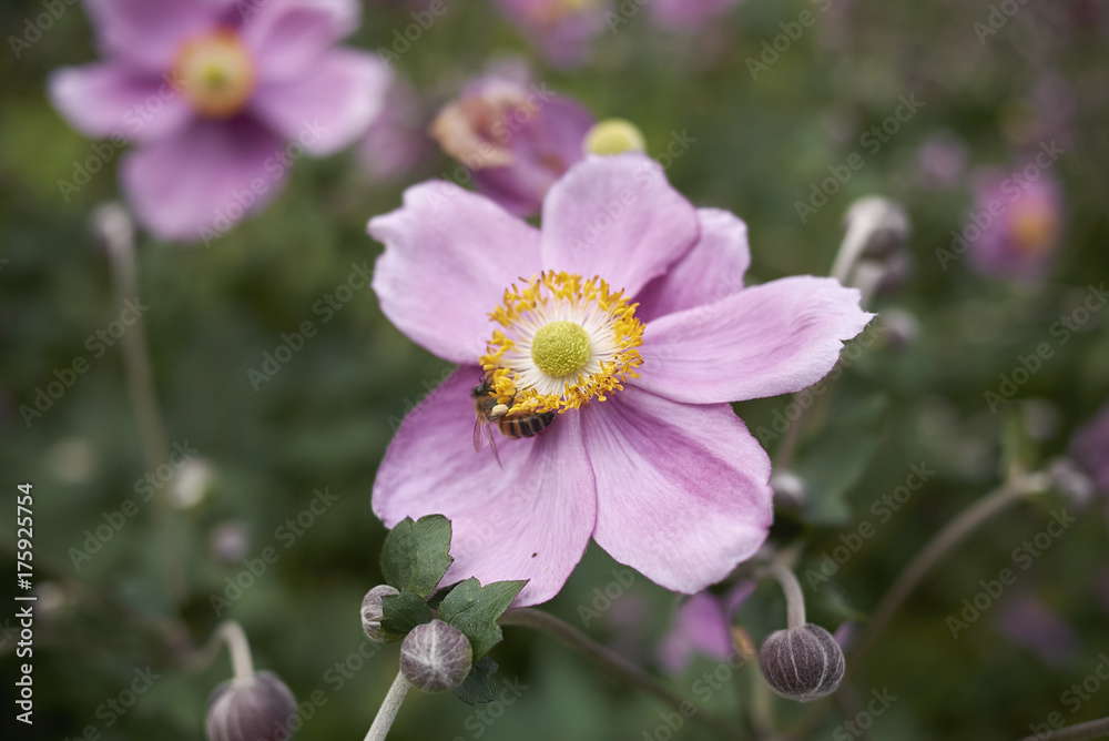 Fototapeta premium Anemone Rosenschale.