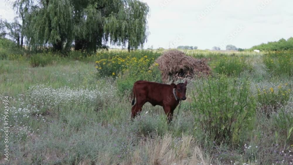 Red calf tied to a chain grazing in a meadow on summer day