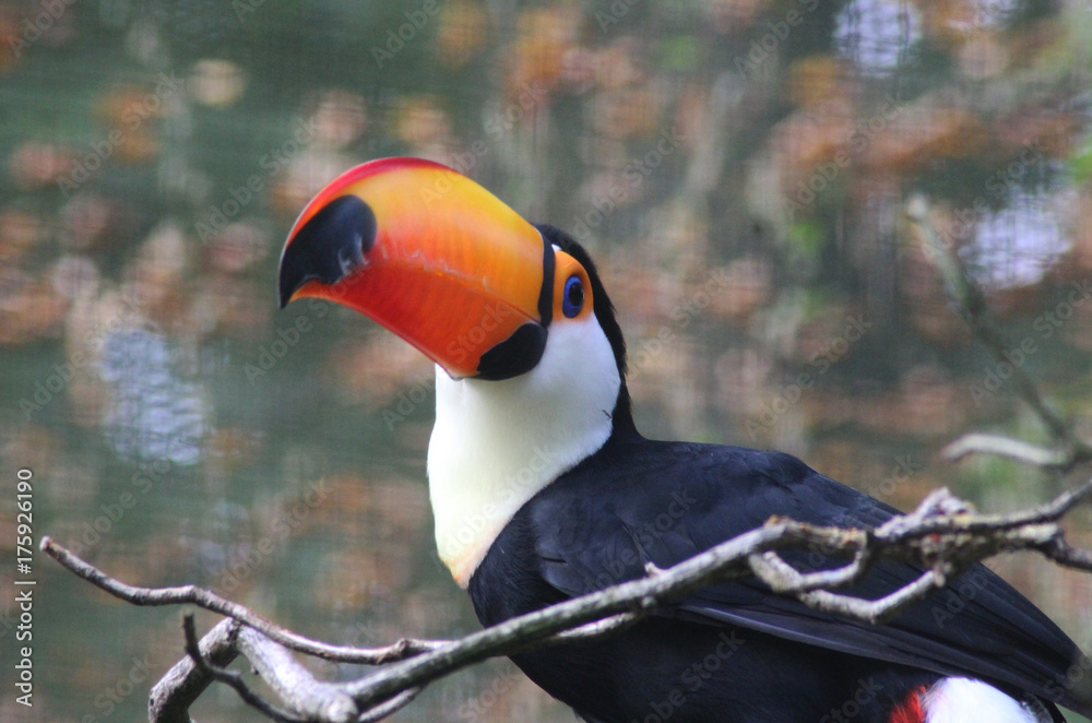 Fototapeta premium toco toucan (Ramphastos toco)