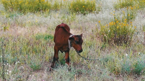 Young small red-haired calf grazing in meadow photo