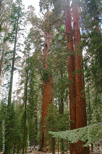 A group of giant sequoia trees in Sequoia National Park - California