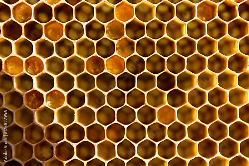 Honeycombs filled with honey closeup.