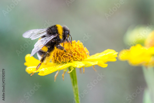 Fototapeta Close up of beautiful striped bumblebee gathering pollen from yellow garden flower