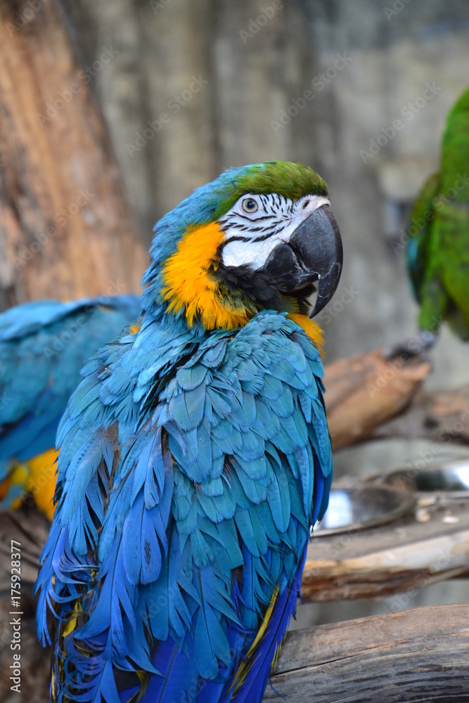 Obraz premium big parrot