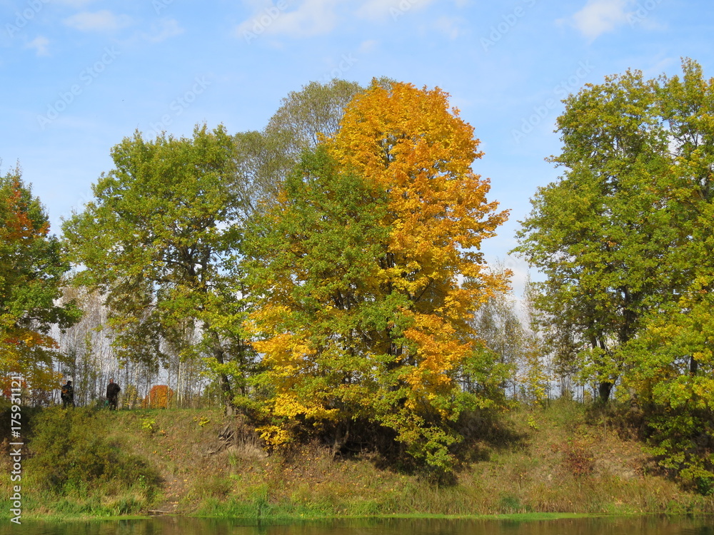 The trees above the river. Autumn. The Nature Of The Bryansk Region. (The Vast Russia! Sergey, Bryansk.)