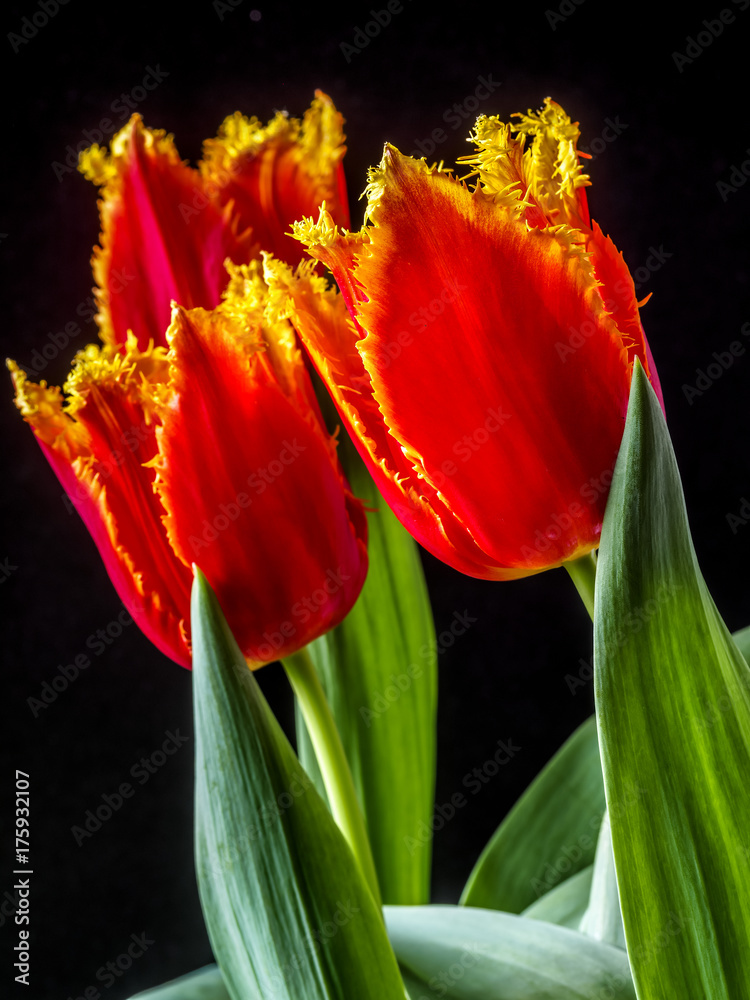 Fototapeta premium The tulip is flowers in the genus Tulipa,