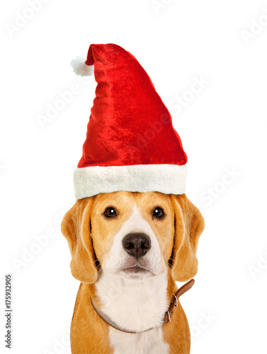 Portrait of a cute Beagle dog in a New Year's cap, closeup, isolated on white background © sonsedskaya