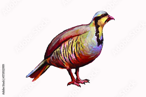 watercolor partridge bird